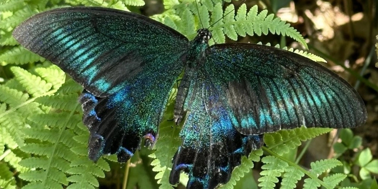 美麗 ミヤマカラスアゲハ ミヤマカラスアゲハ - たべるとくらすと