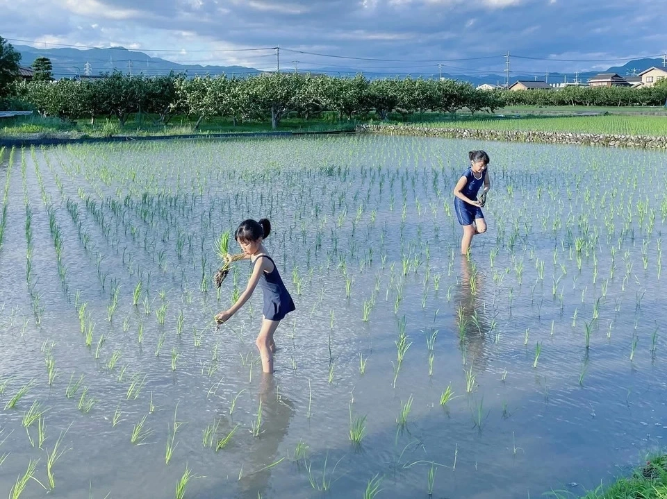 令和7年度産 / ヒノヒカリ 《白米》無農薬 無肥料