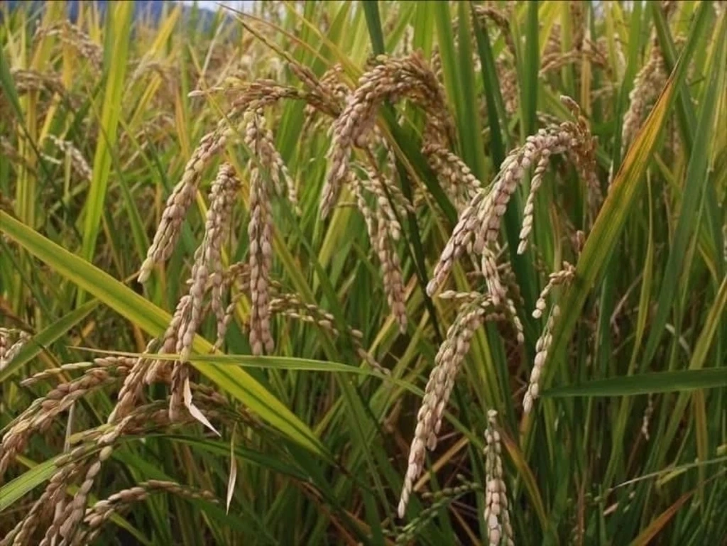 令和7年度産 / ヒノヒカリ 《玄米》無農薬 無肥料 DONI FARM (福岡県産