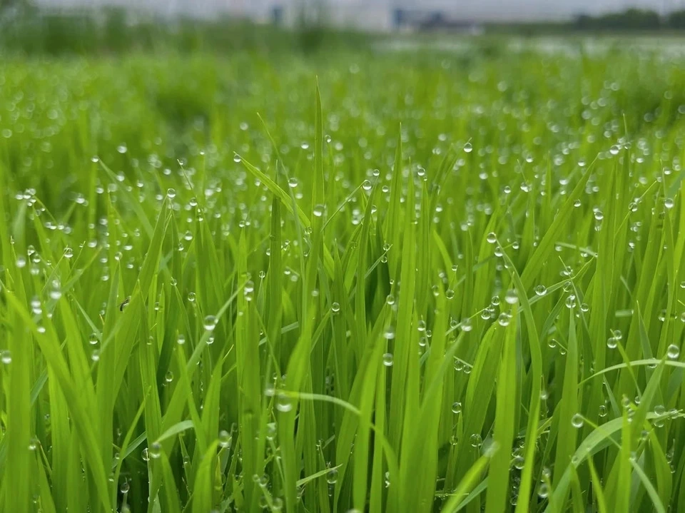 令和7年度産 / ヒノヒカリ 《玄米》無農薬 無肥料 DONI FARM (福岡県産