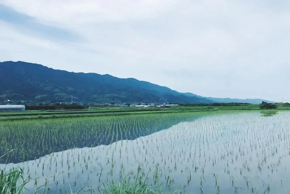 令和7年度産 / ヒノヒカリ 《白米》無農薬 無肥料