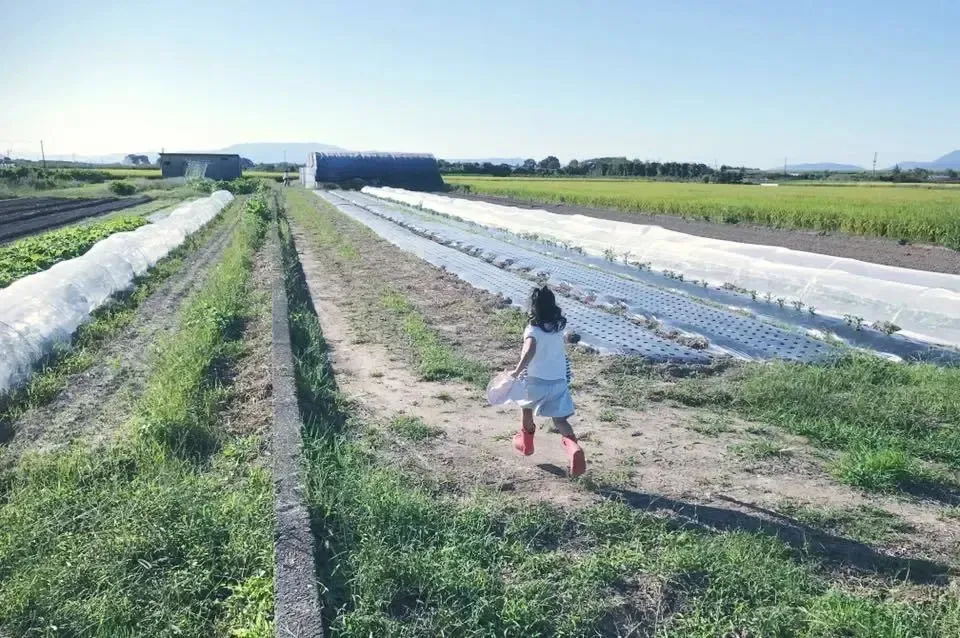 令和7年度産 / ヒノヒカリ 《白米》無農薬 無肥料 DONI FARM (福岡県産 令和7年度産 / ヒノヒカリ 《白米》無農薬 無肥料 DONI FARM (福岡県産