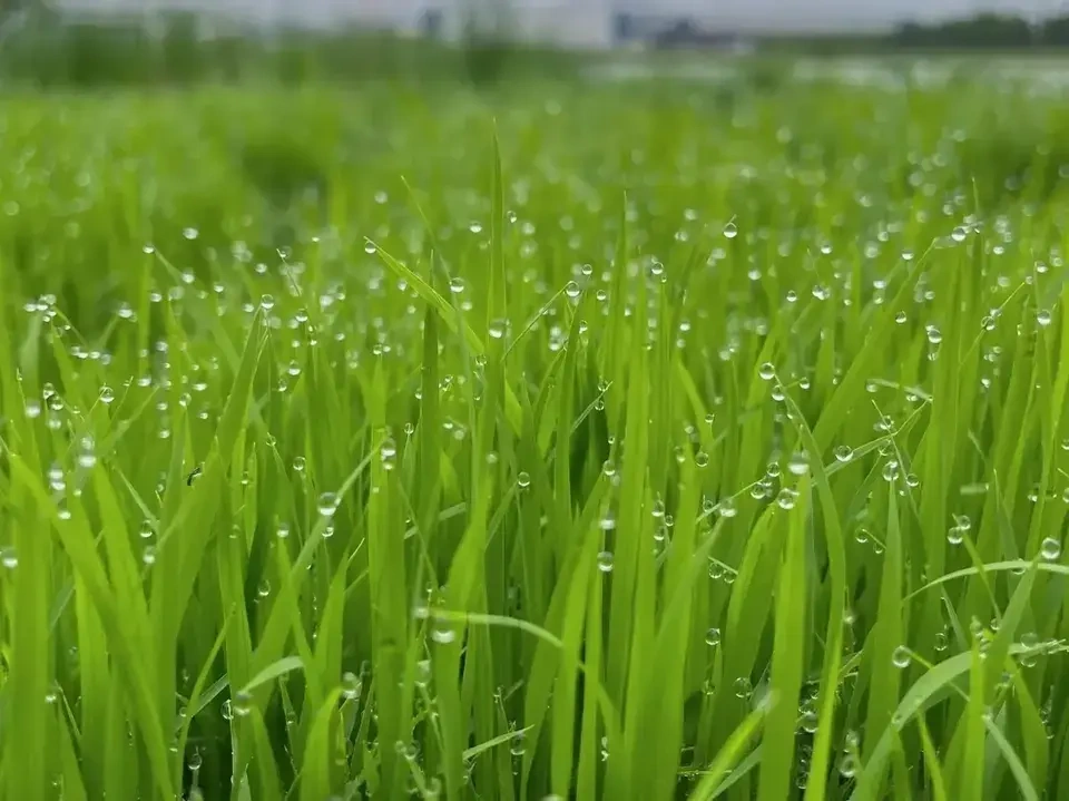 令和7年度産 / ヒノヒカリ 《玄米》無農薬 無肥料