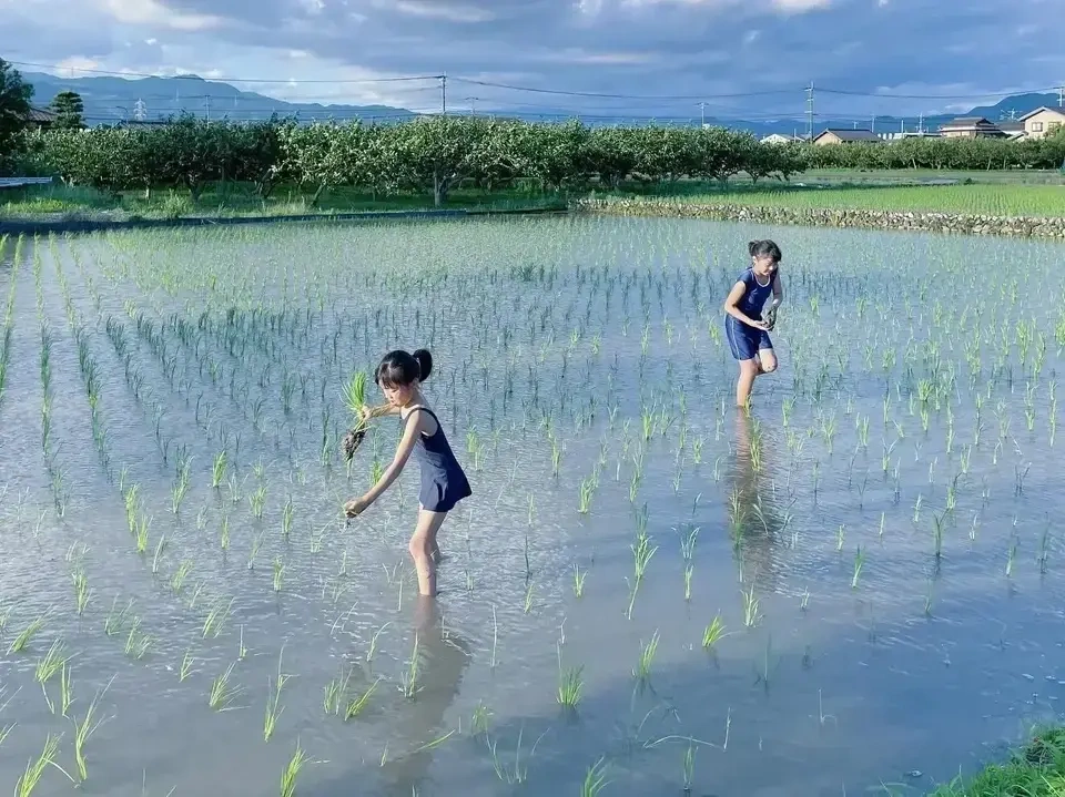 令和7年度産 / ヒノヒカリ 《玄米》無農薬 無肥料