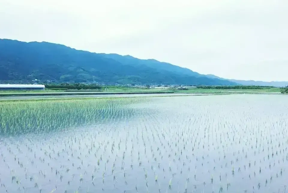 令和7年度産 / ヒノヒカリ 《玄米》無農薬 無肥料
