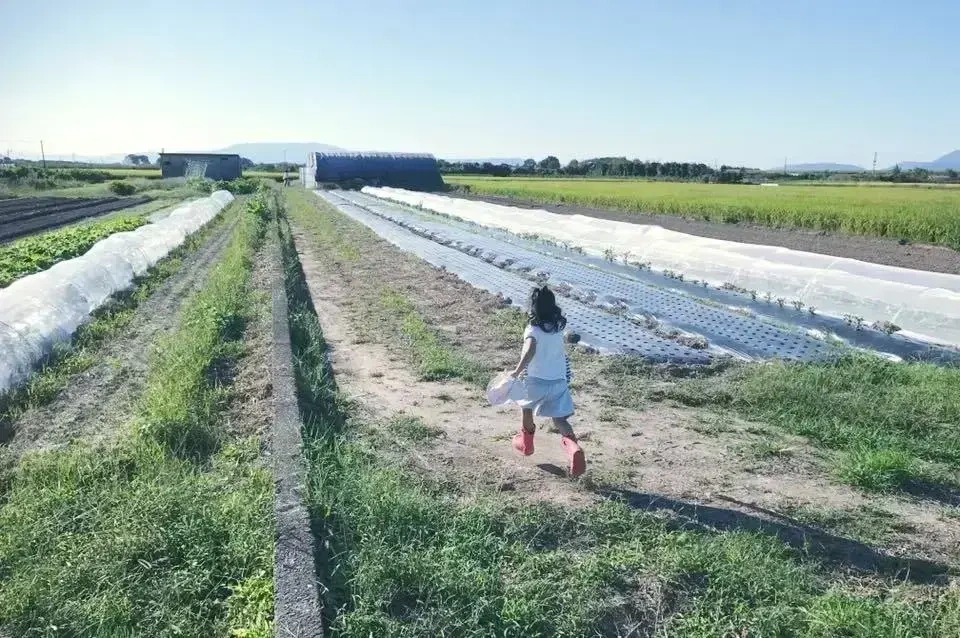 令和7年度産 / ヒノヒカリ 《玄米》無農薬 無肥料