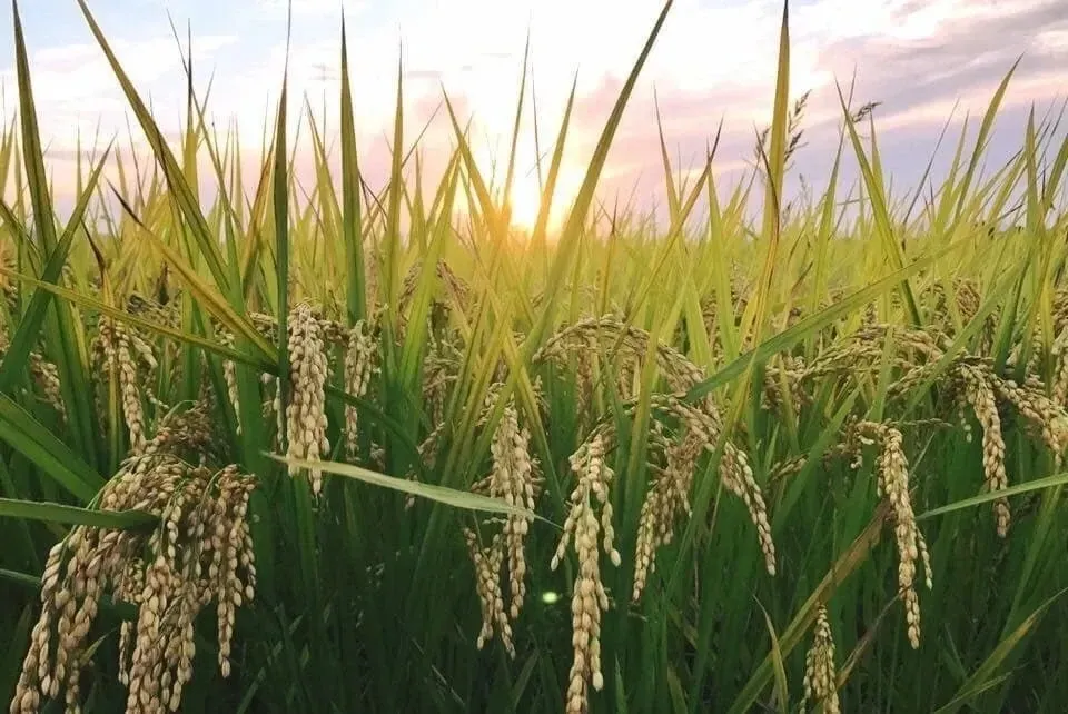 2025年産！九州・福岡県朝倉市産ヒノヒカリ玄米20キロ(農薬不使用・無
