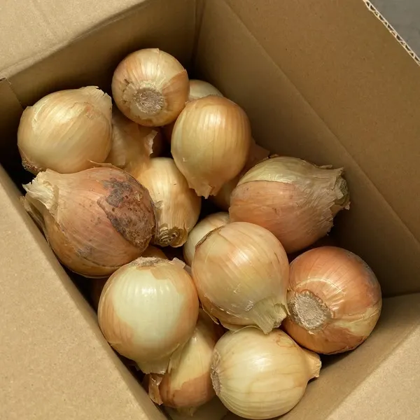 3　兵庫県産　朝採り　採りたて　農薬不使用　やまもも　約1.0kg （箱込み） 3 兵庫県産 朝採り 採りたて 農薬不使用 やまもも 約1.0kg （箱