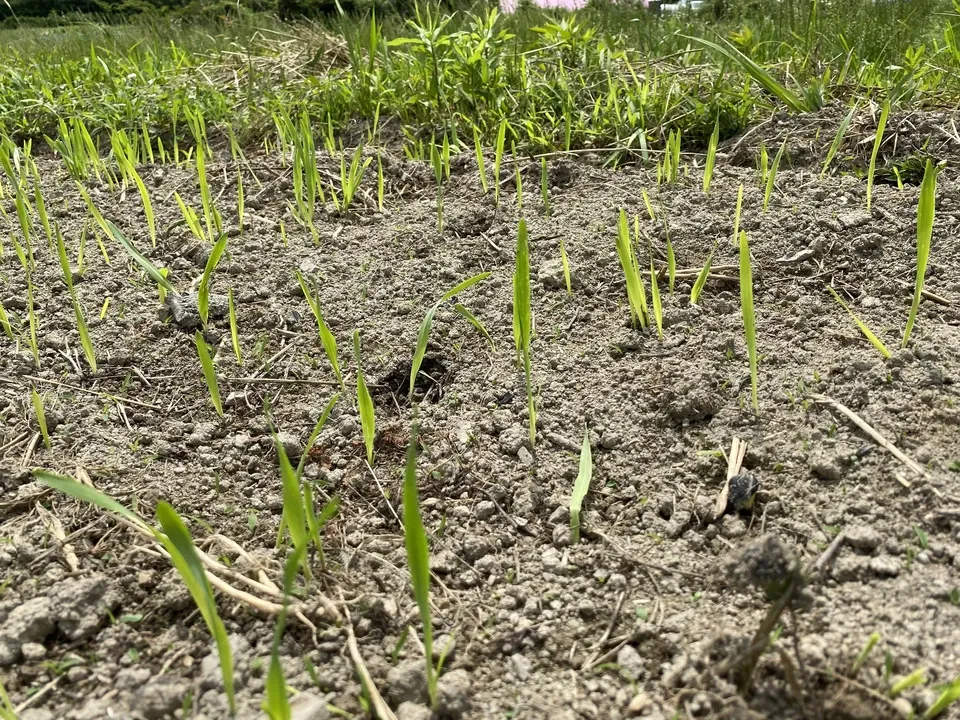 2025年度 新麦・自然栽培二条大麦＜麦茶＞ dohsakafarm-plough