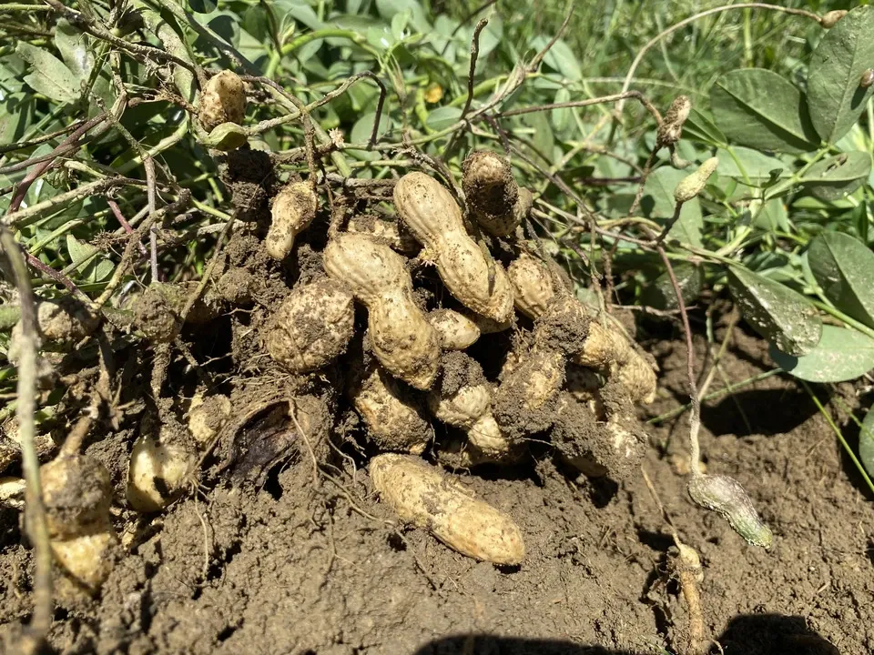 今季完売】2025掘り立て なま落花生「おおまさり」 dohsakafarm-plough