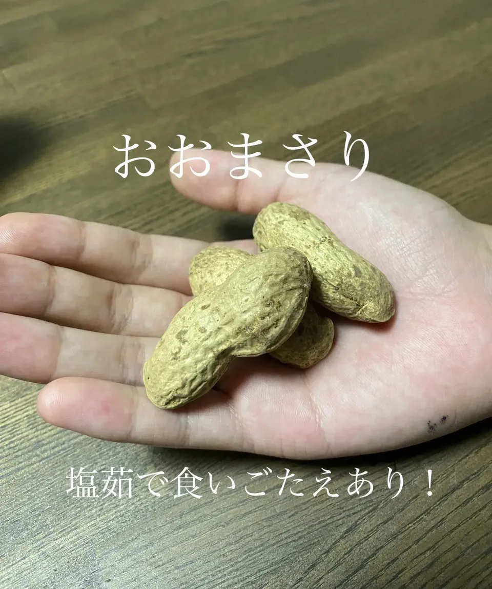 【今季完売】2025掘り立て なま落花生「おおまさり」