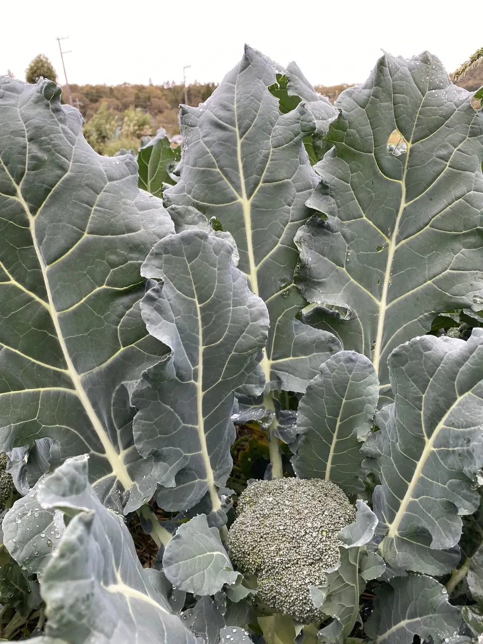 無農薬 ブロッコリー dohsakafarm-plough- (兵庫県産) ブロッコリー
