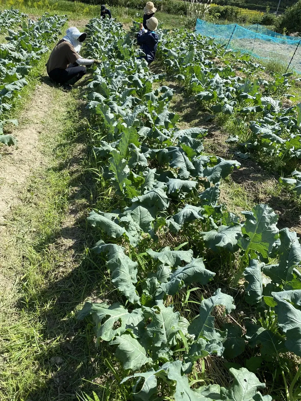 3　兵庫県産　朝採り　採りたて　農薬不使用　やまもも　約1.0kg （箱込み） 冷凍国産フルーツ】ヤマモモ（和歌山県有田川町坂井さんが無農薬栽培