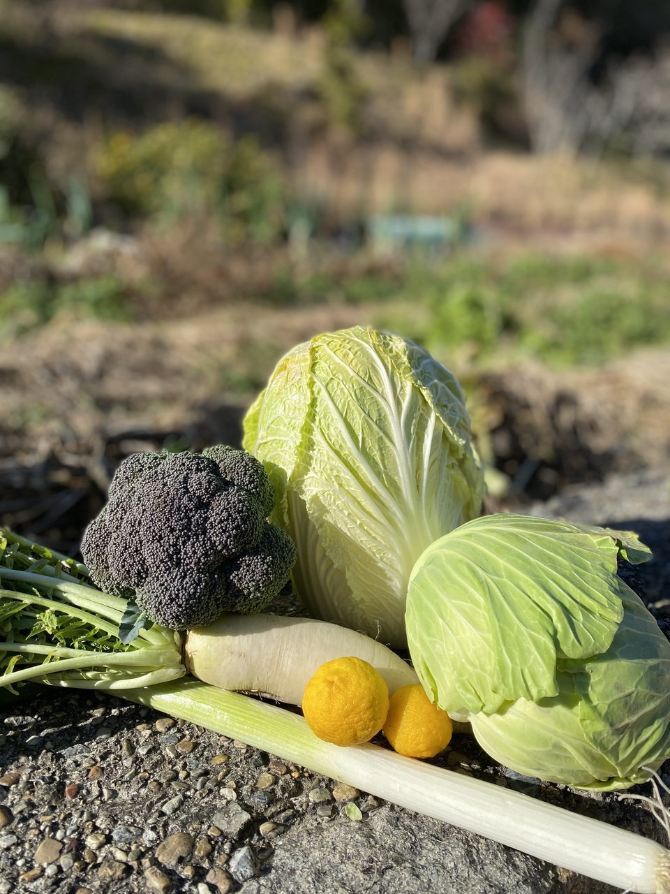 無農薬 旬の野菜セット2025-2026年【冬野菜】農家オススメセット/キャベツ・ブロッコリー・白菜・大根・人参など日常便利な野菜詰め合わせ