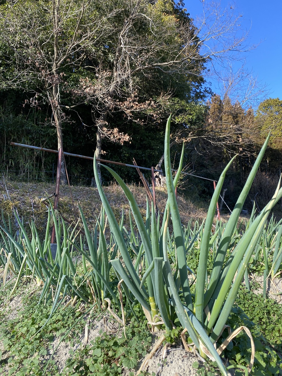 無農薬 旬の野菜セット2025-2026年【冬野菜】農家オススメセット/キャベツ・ブロッコリー・白菜・大根・人参など日常便利な野菜詰め合わせ