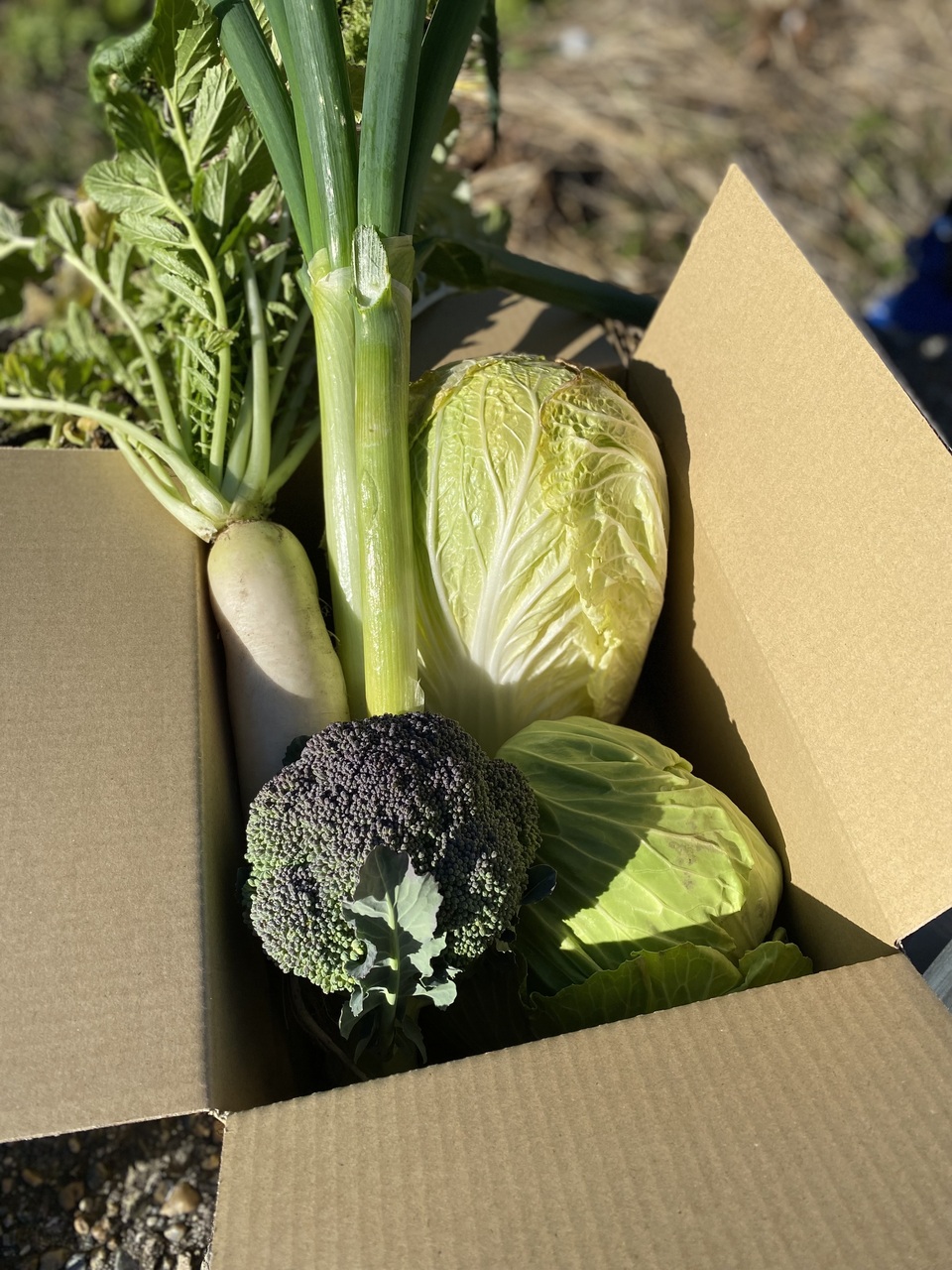 無農薬 旬の野菜セット2025-2026年【冬野菜】農家オススメセット/キャベツ・ブロッコリー・白菜・大根・人参など日常便利な野菜詰め合わせ