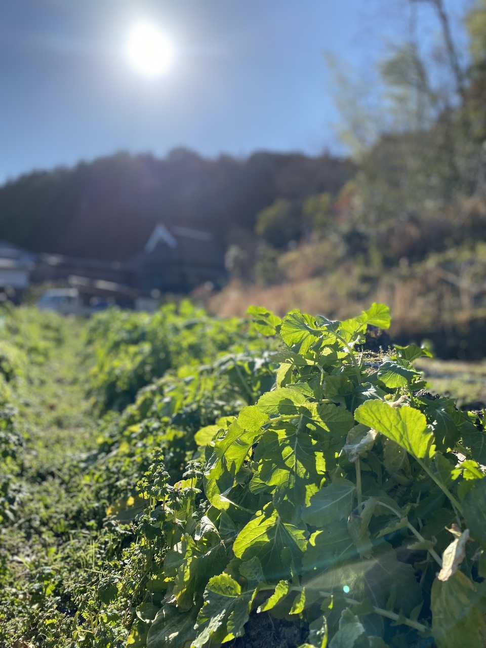 無農薬 旬の野菜セット2025-2026年【冬野菜】農家オススメセット/キャベツ・ブロッコリー・白菜・大根・人参など日常便利な野菜詰め合わせ