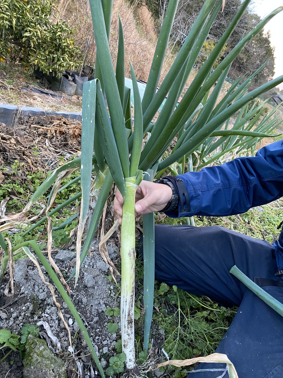 無農薬 旬の野菜セット2025-2026年【冬野菜】農家オススメセット/キャベツ・ブロッコリー・白菜・大根・人参など日常便利な野菜詰め合わせ