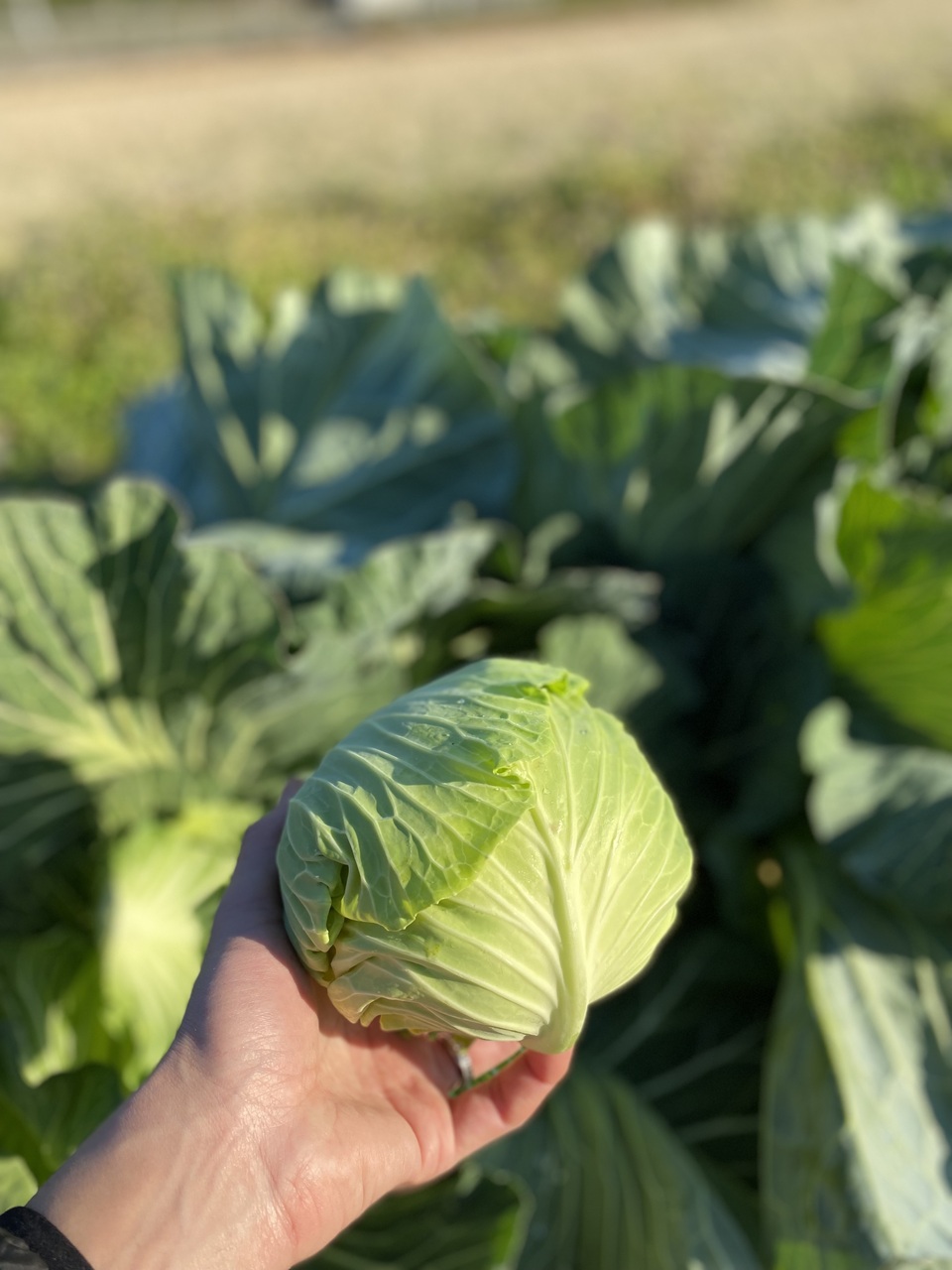 無農薬 旬の野菜セット2025-2026年【冬野菜】農家オススメセット/キャベツ・ブロッコリー・白菜・大根・人参など日常便利な野菜詰め合わせ