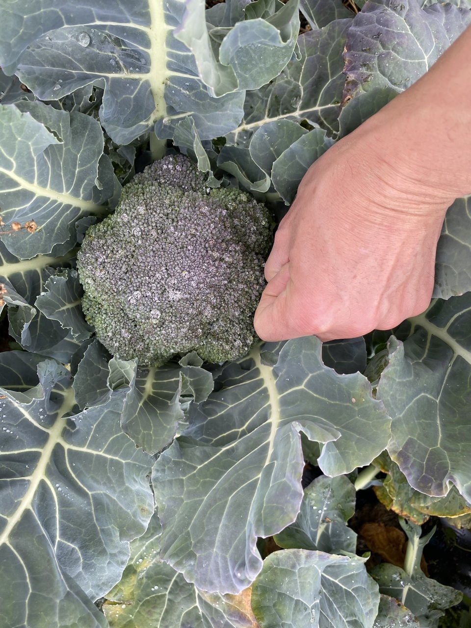 無農薬 旬の野菜セット2025-2026年【冬野菜】農家オススメセット/キャベツ・ブロッコリー・白菜・大根・人参など日常便利な野菜詰め合わせ