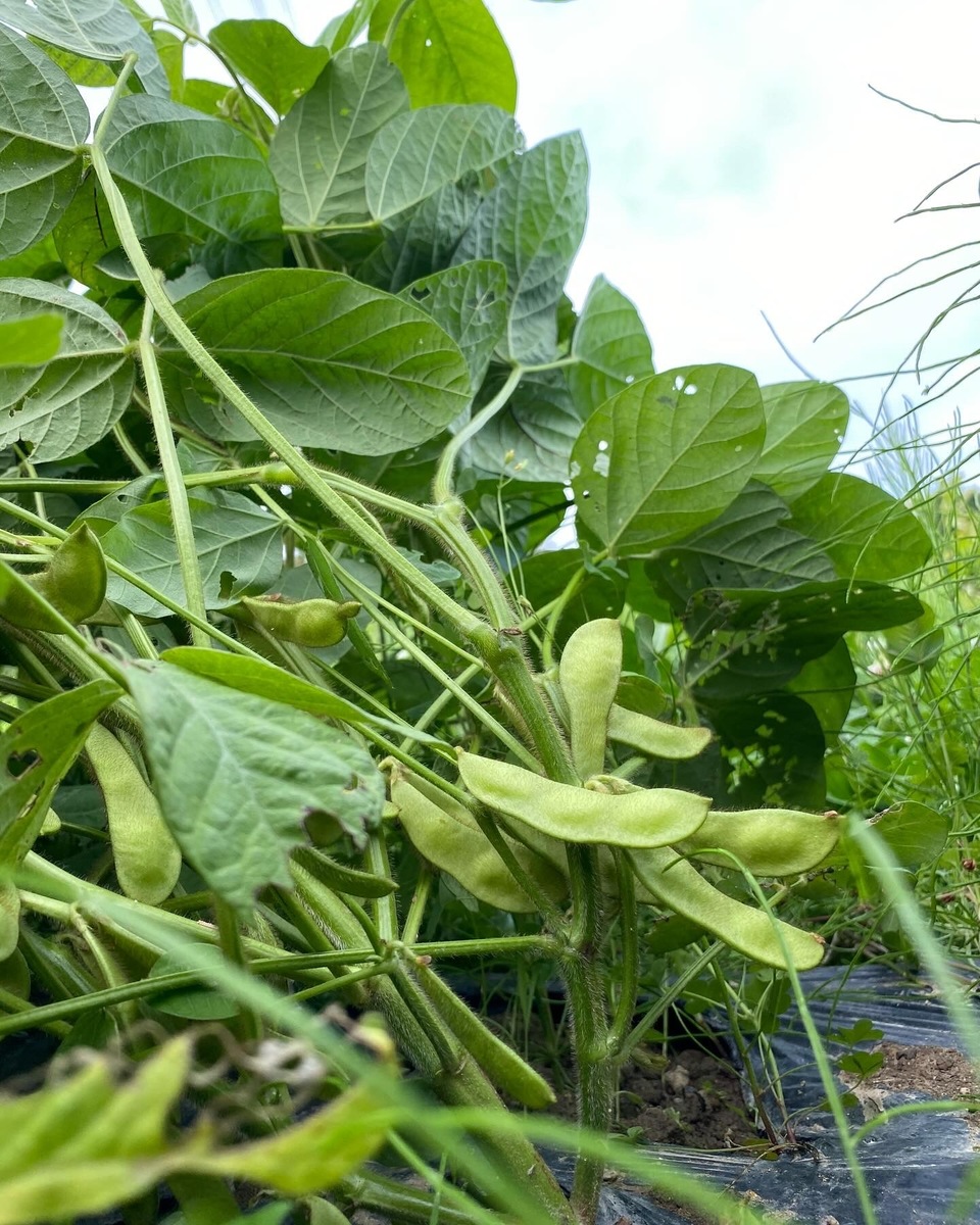 【完売御礼 R8.7月再販予定】無農薬【数量限定】夏の黒枝豆