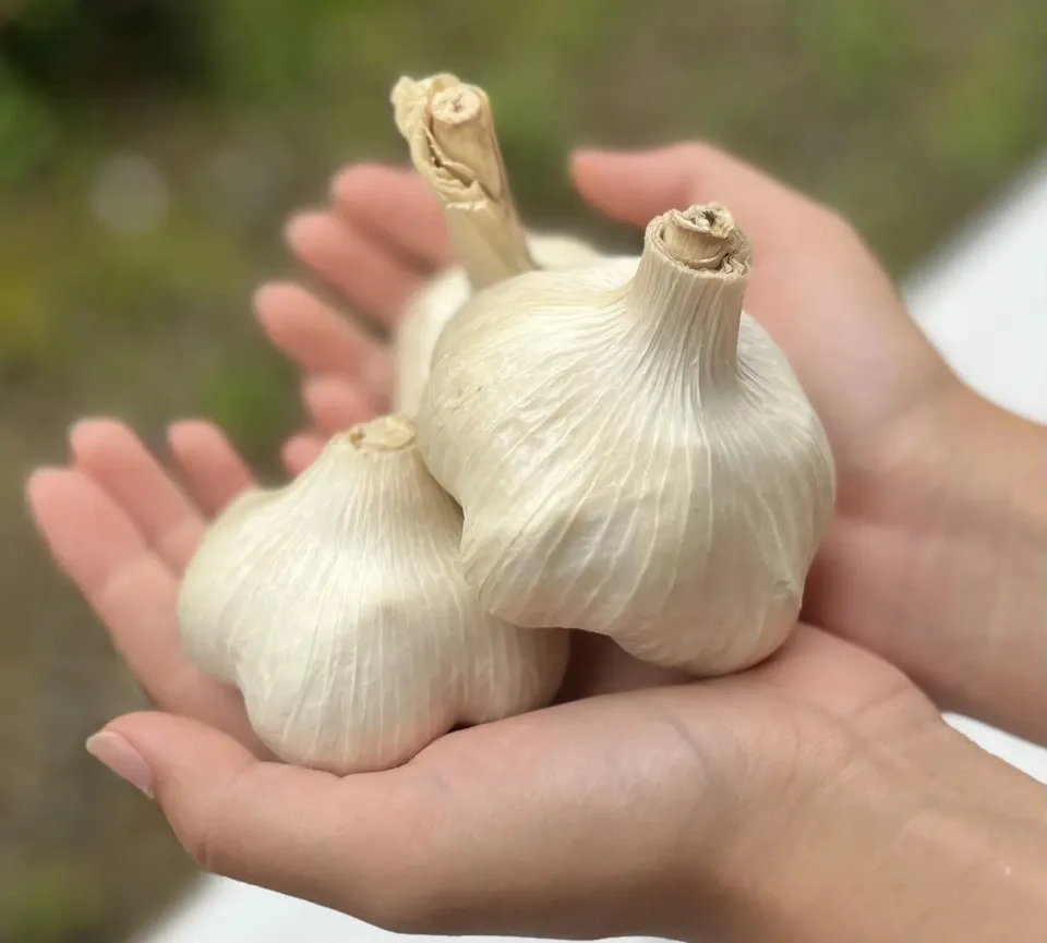 2025【完売】 無農薬 クロニンニク dohsakafarm-plough- (兵庫県産