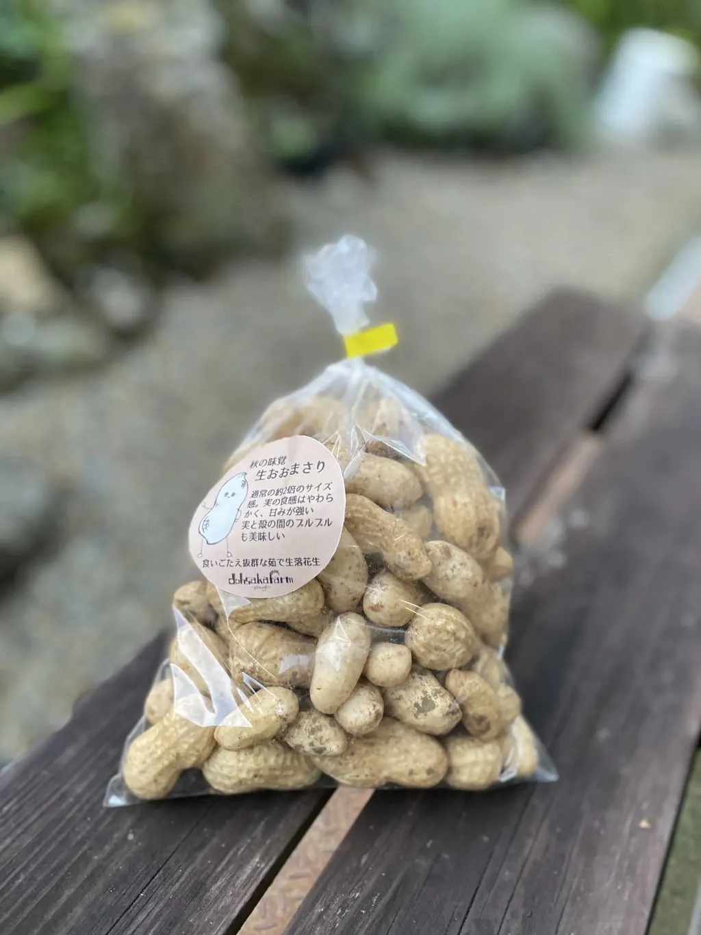 今季完売】2025掘り立て なま落花生「おおまさり」 dohsakafarm-plough