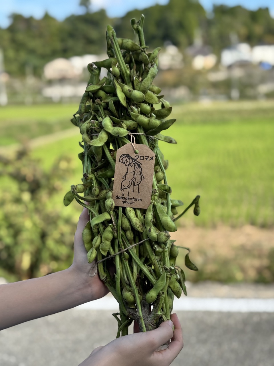 令和6年産】2等 北海道産小豆（20kg） - 豆 通販【豆平 まめ