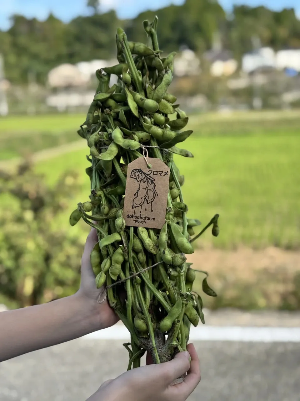 今季販売終了】2025年度＜丹波黒枝豆＞猪名川町産 dohsakafarm-plough