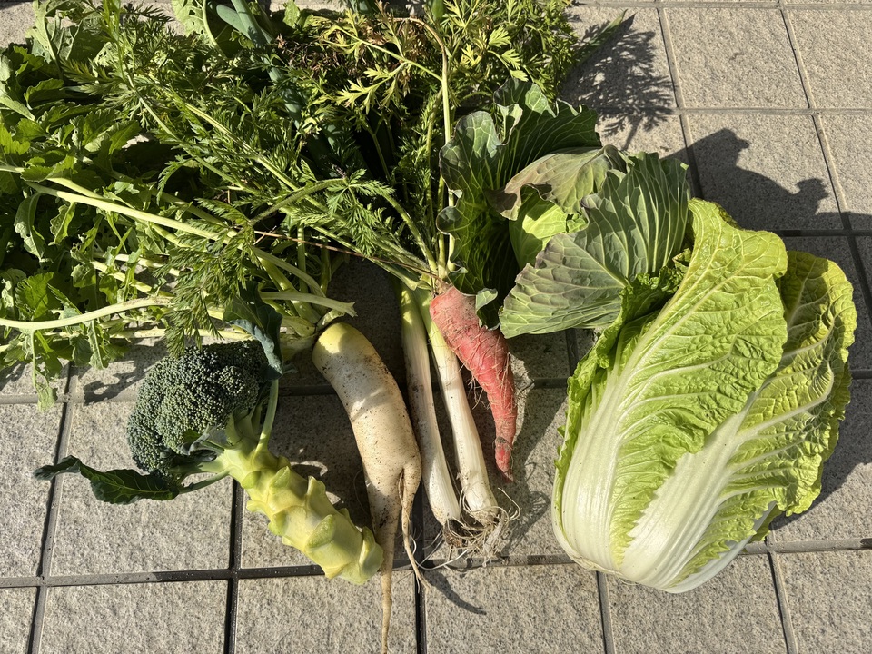 無農薬 旬の野菜セット2025-2026年【冬野菜】農家オススメセット/キャベツ・ブロッコリー・白菜・大根・人参など日常便利な野菜詰め合わせ