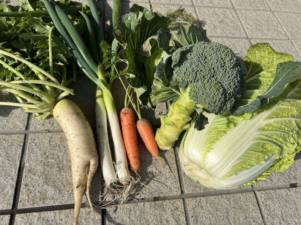 無農薬 旬の野菜セット2025-2026年【冬野菜】農家オススメセット/キャベツ・ブロッコリー・白菜・大根・人参など日常便利な野菜詰め合わせ
