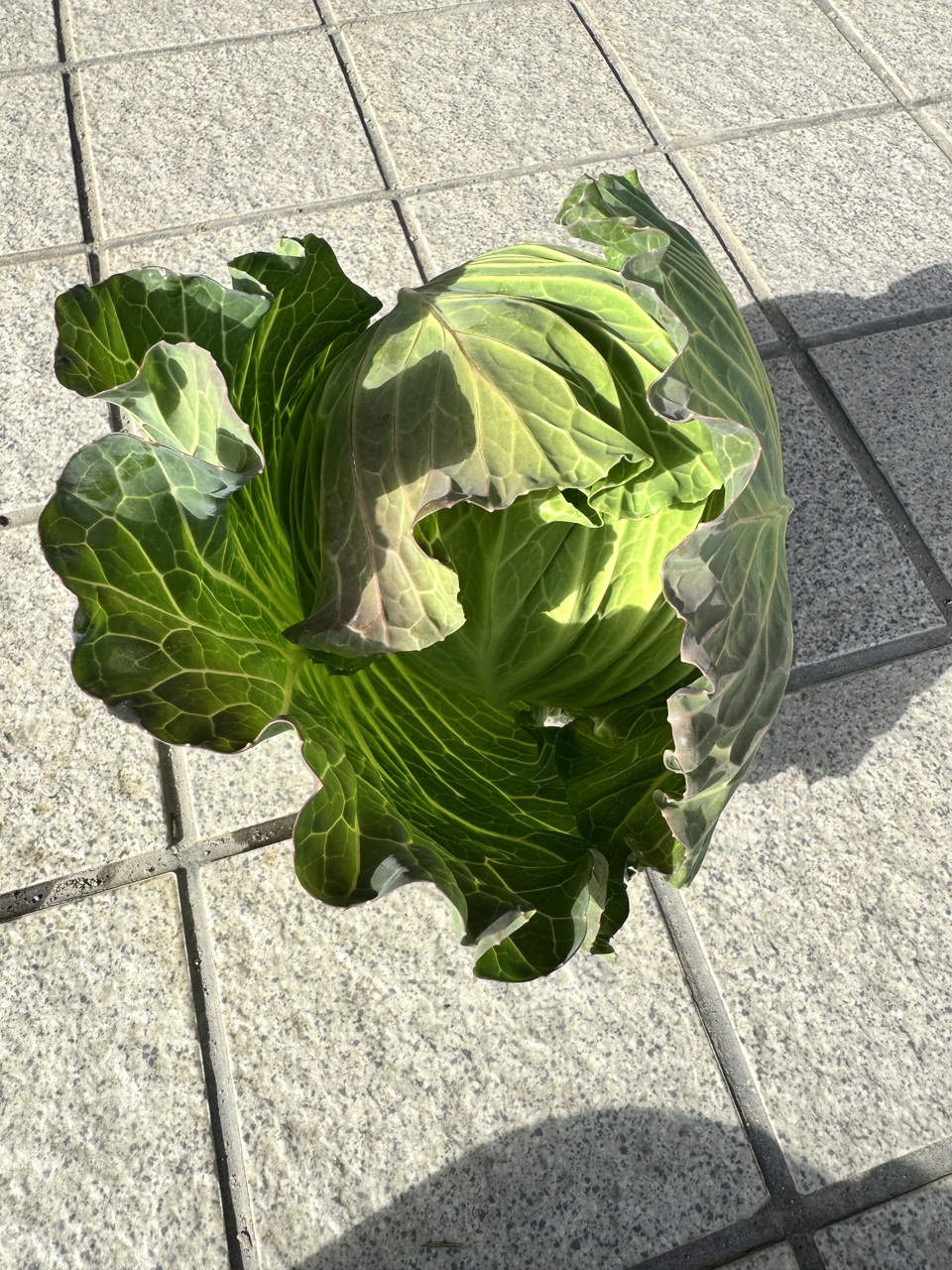無農薬 旬の野菜セット2025-2026年【冬野菜】農家オススメセット/キャベツ・ブロッコリー・白菜・大根・人参など日常便利な野菜詰め合わせ