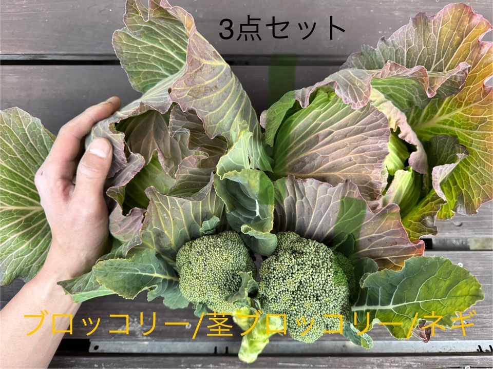 無農薬 旬の野菜セット2025-2026年【冬野菜】農家オススメセット/キャベツ・ブロッコリー・白菜・大根・人参など日常便利な野菜詰め合わせ