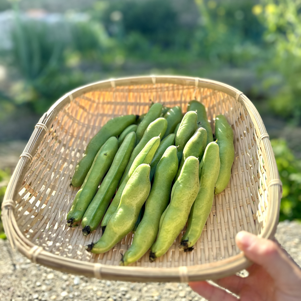 完売御礼】2025 農薬不使用 そら豆 dohsakafarm-plough- (兵庫県産