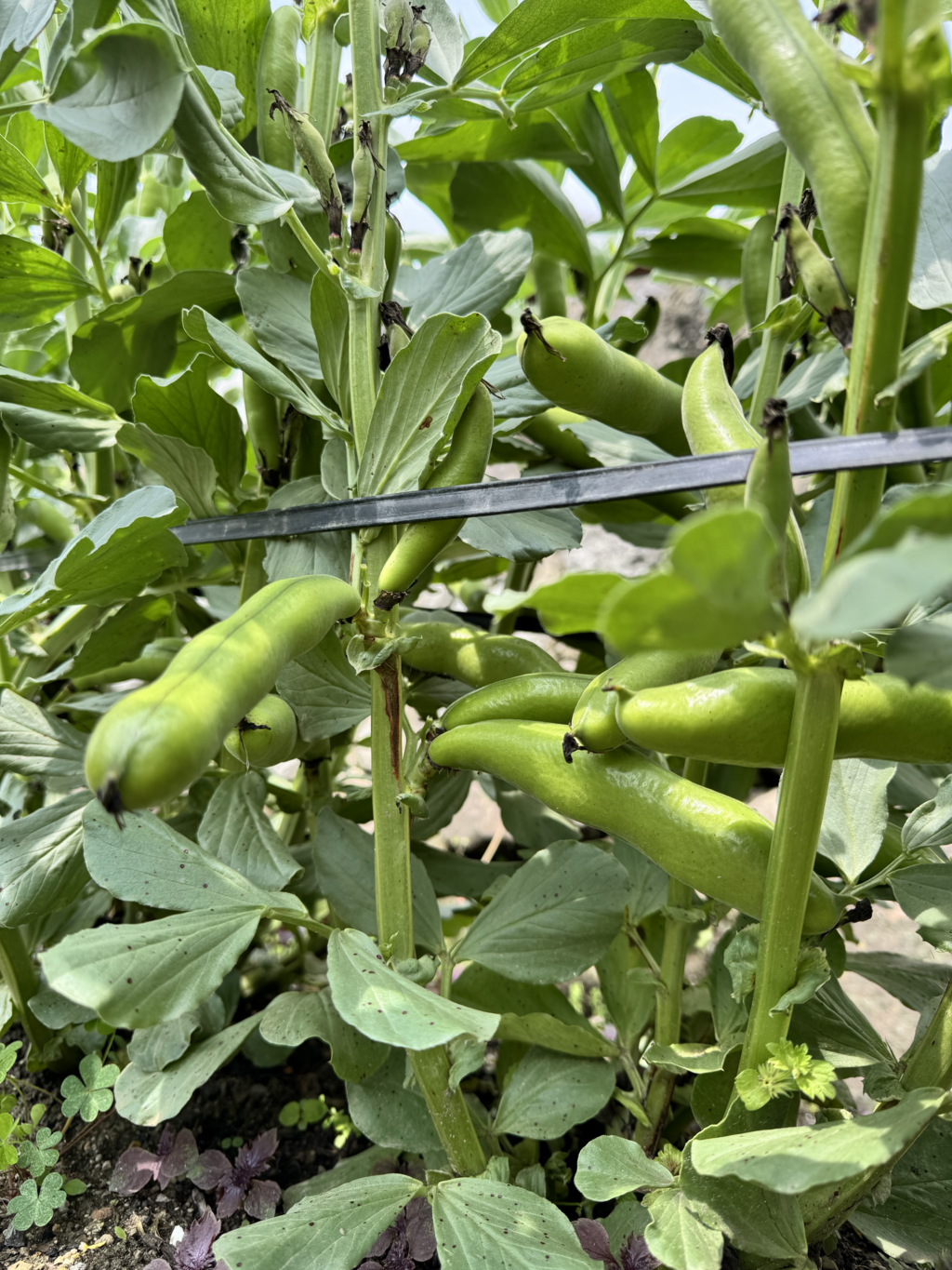 完売御礼】2025 農薬不使用 そら豆 dohsakafarm-plough- (兵庫県産