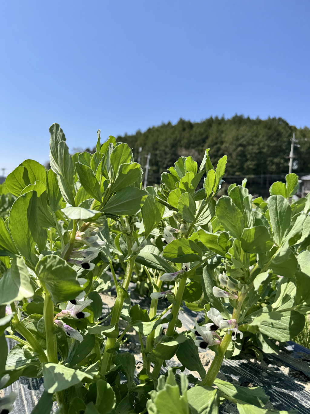 完売御礼】2025 農薬不使用 そら豆 dohsakafarm-plough- (兵庫県産