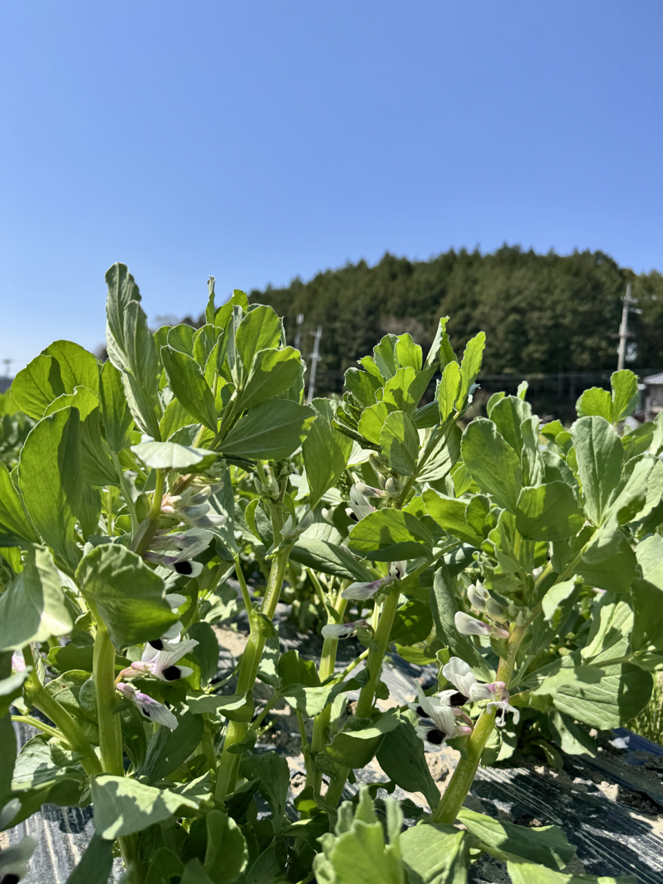 完売御礼】2025 農薬不使用 そら豆 dohsakafarm-plough- (兵庫県