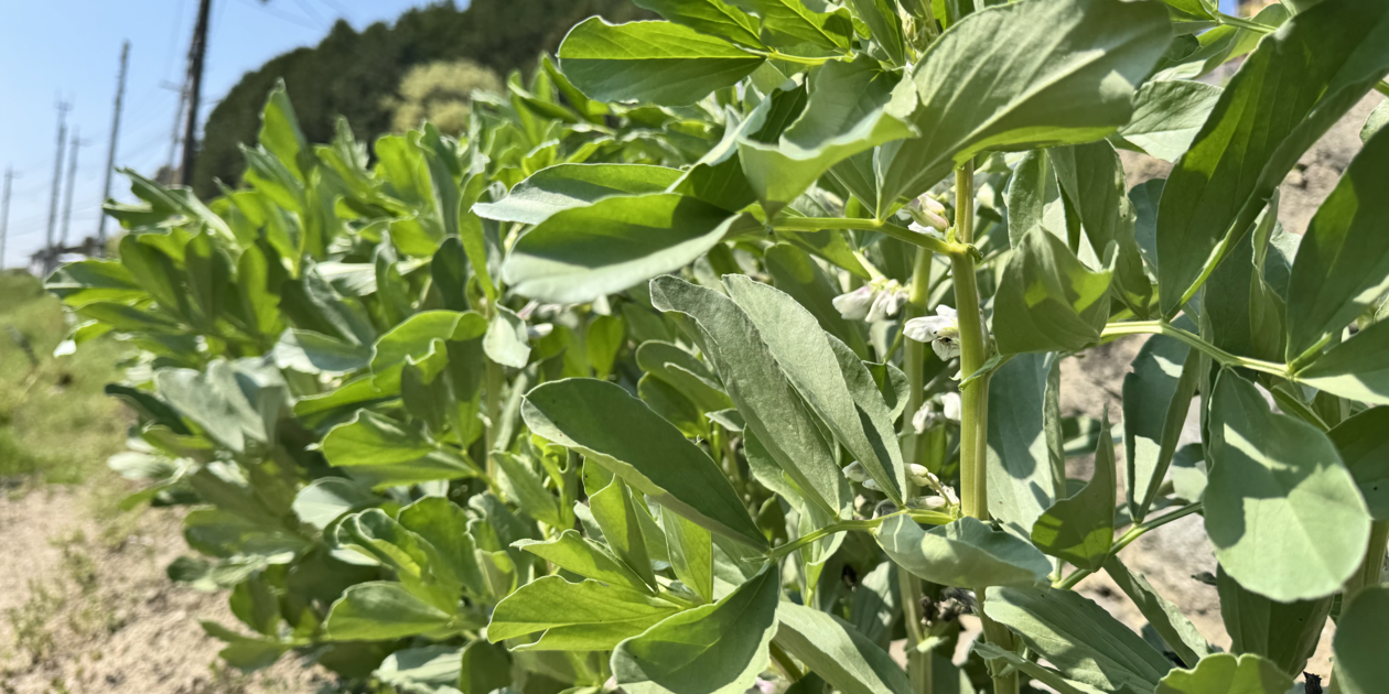 完売御礼】2025 農薬不使用 そら豆 dohsakafarm-plough- (兵庫県産