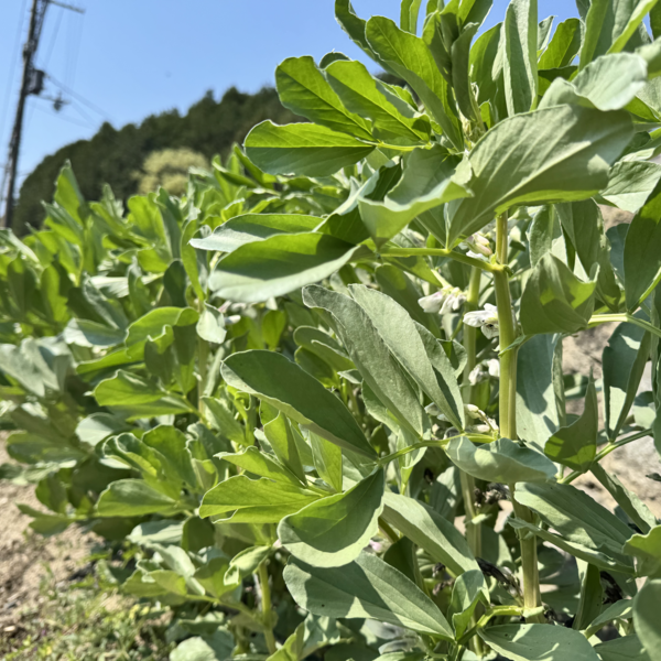 完売御礼】2025 農薬不使用 そら豆 dohsakafarm-plough- (兵庫県産