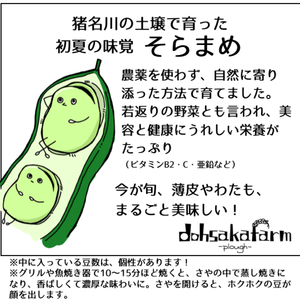完売御礼】2025 農薬不使用 そら豆 dohsakafarm-plough- (兵庫県産