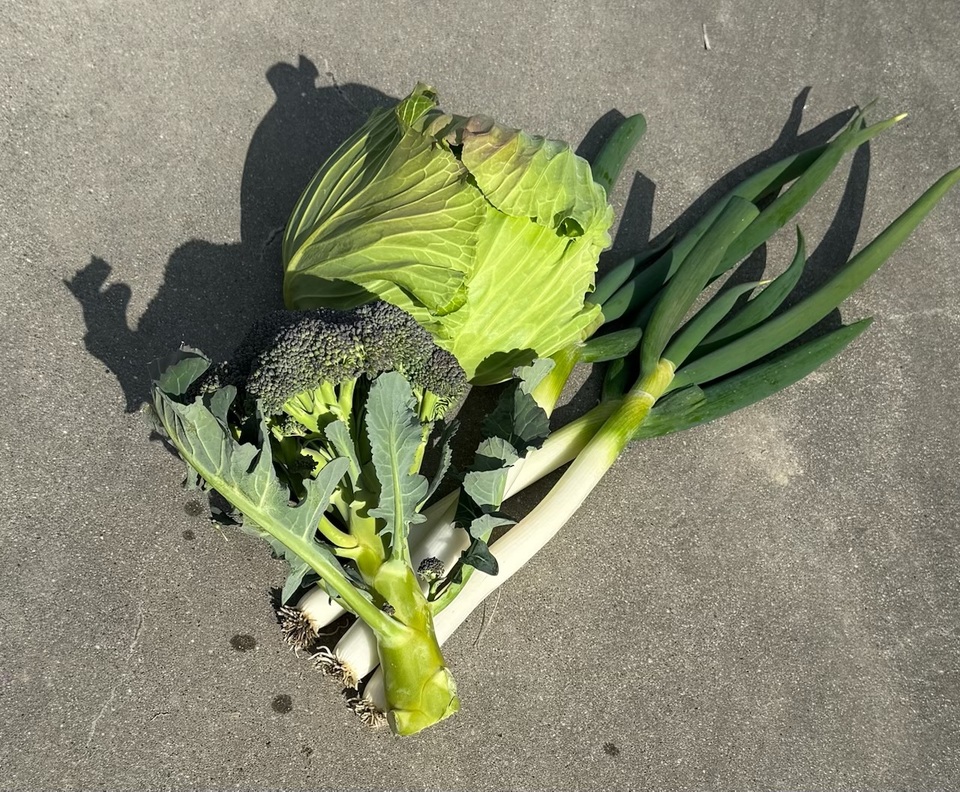 無農薬 旬の野菜セット2025-2026年【冬野菜】農家オススメセット/キャベツ・ブロッコリー・白菜・大根・人参など日常便利な野菜詰め合わせ