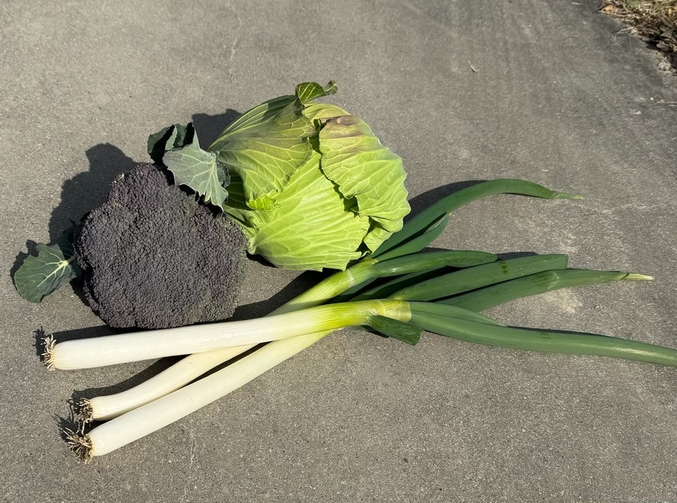 無農薬 旬の野菜セット2025-2026年【冬野菜】農家オススメセット/キャベツ・ブロッコリー・白菜・大根・人参など日常便利な野菜詰め合わせ