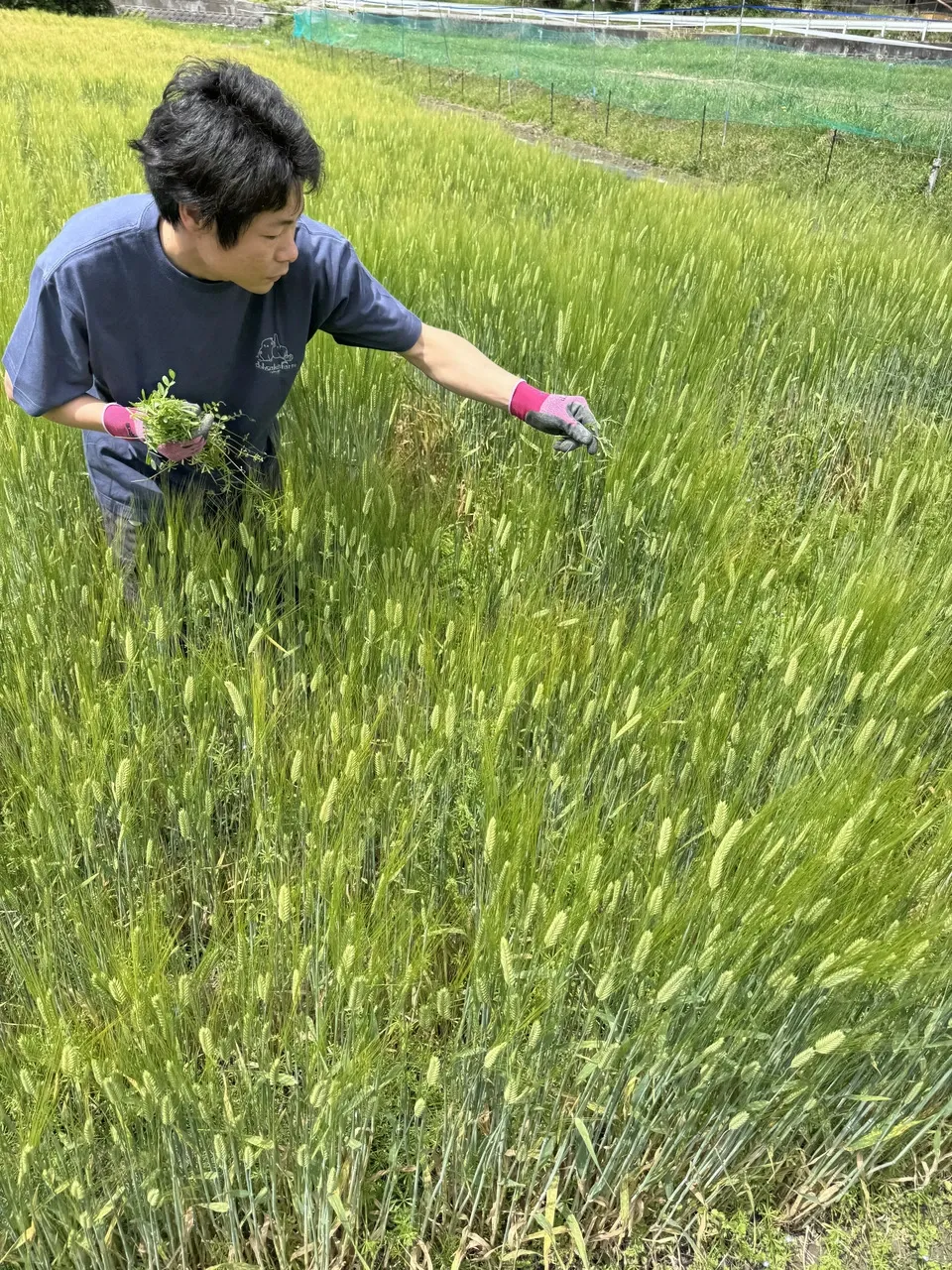【新商品】粉末　麦ノ茶