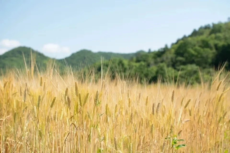 【8月16日開催】麦からつくる、夏の麦茶。dohsakafarm-plough- オンライン食育ワークショップ
