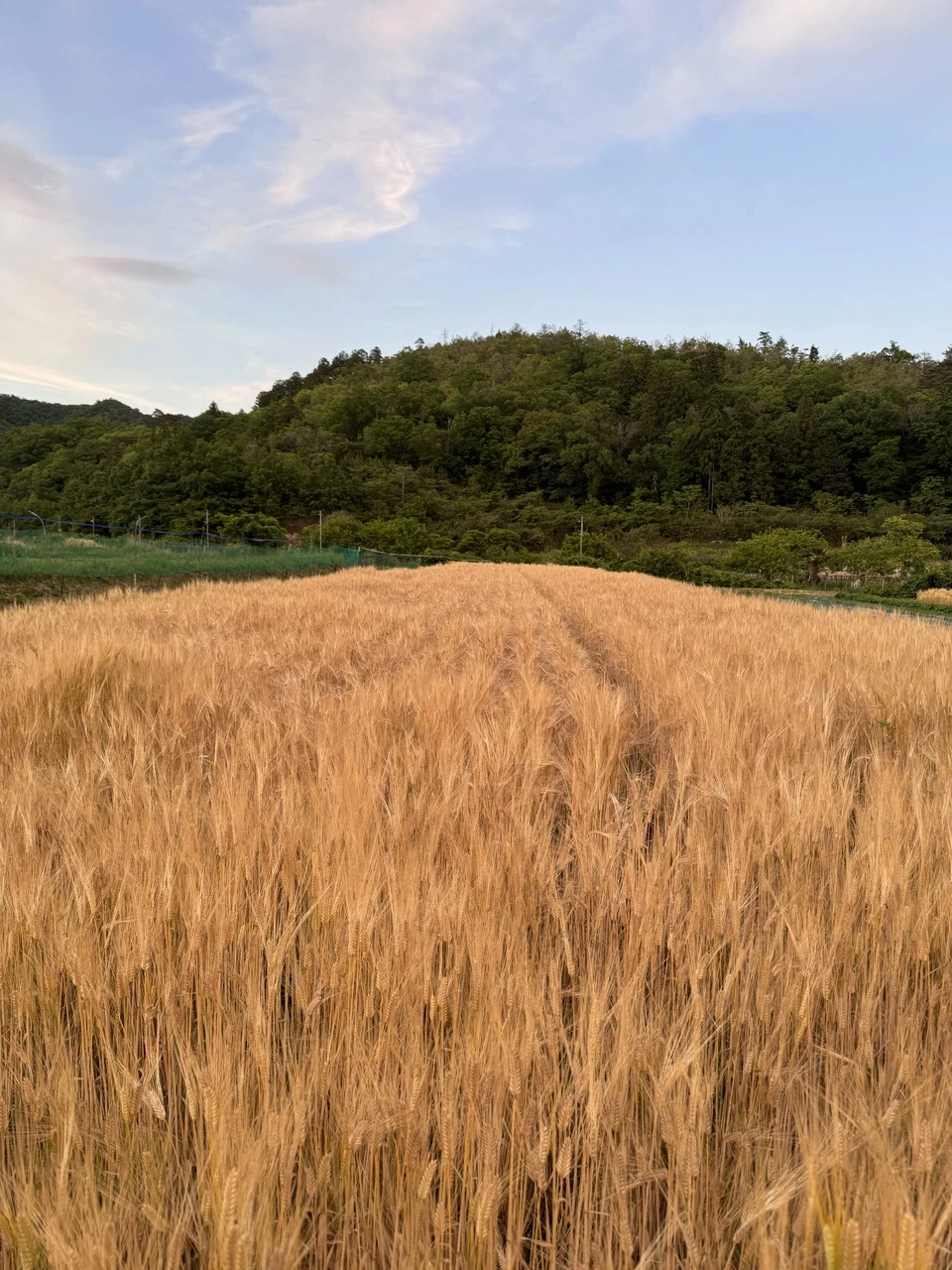 【8月16日開催】麦からつくる、夏の麦茶。dohsakafarm-plough- オンライン食育ワークショップ
