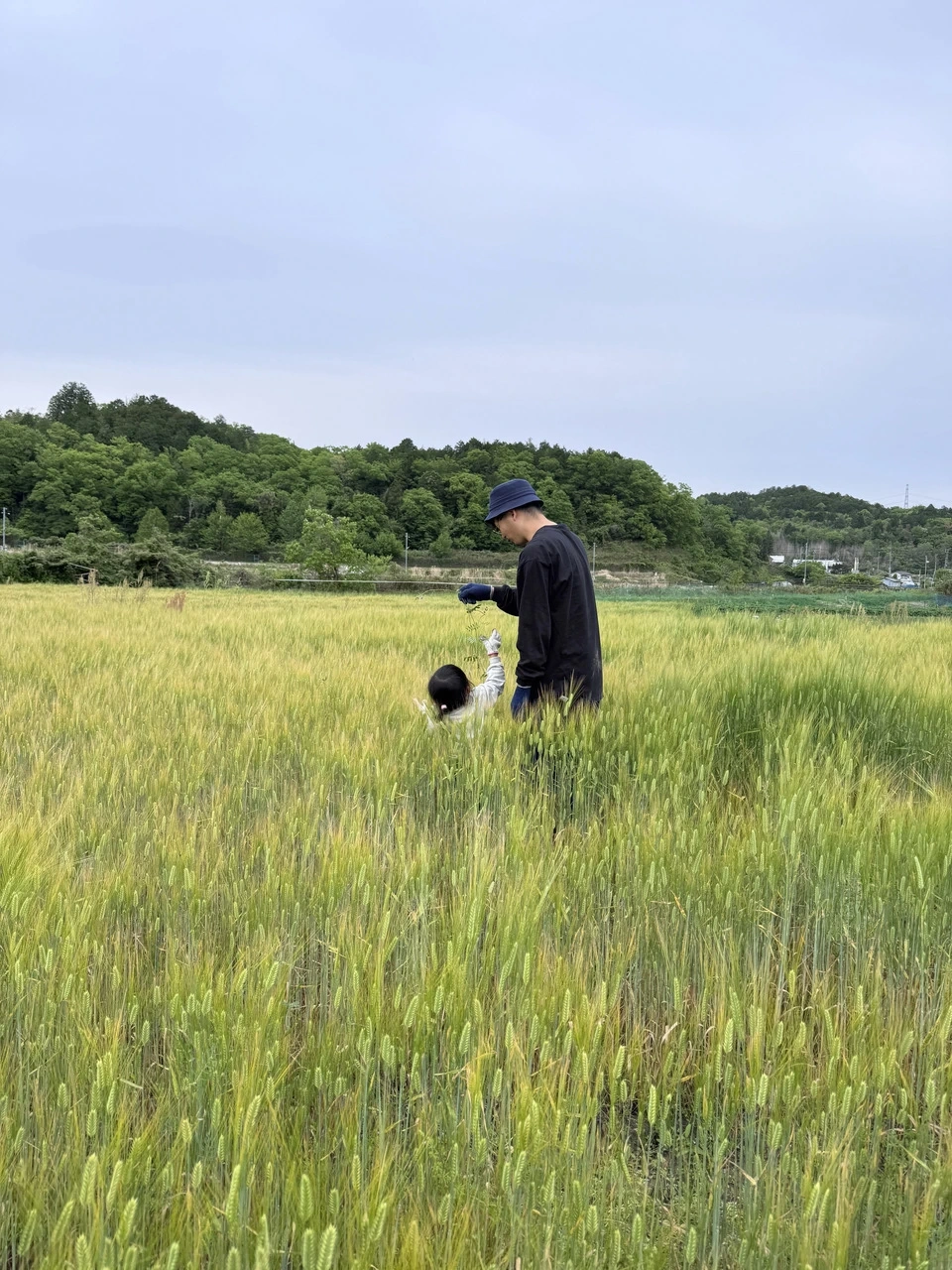 【8月16日開催】麦からつくる、夏の麦茶。dohsakafarm-plough- オンライン食育ワークショップ
