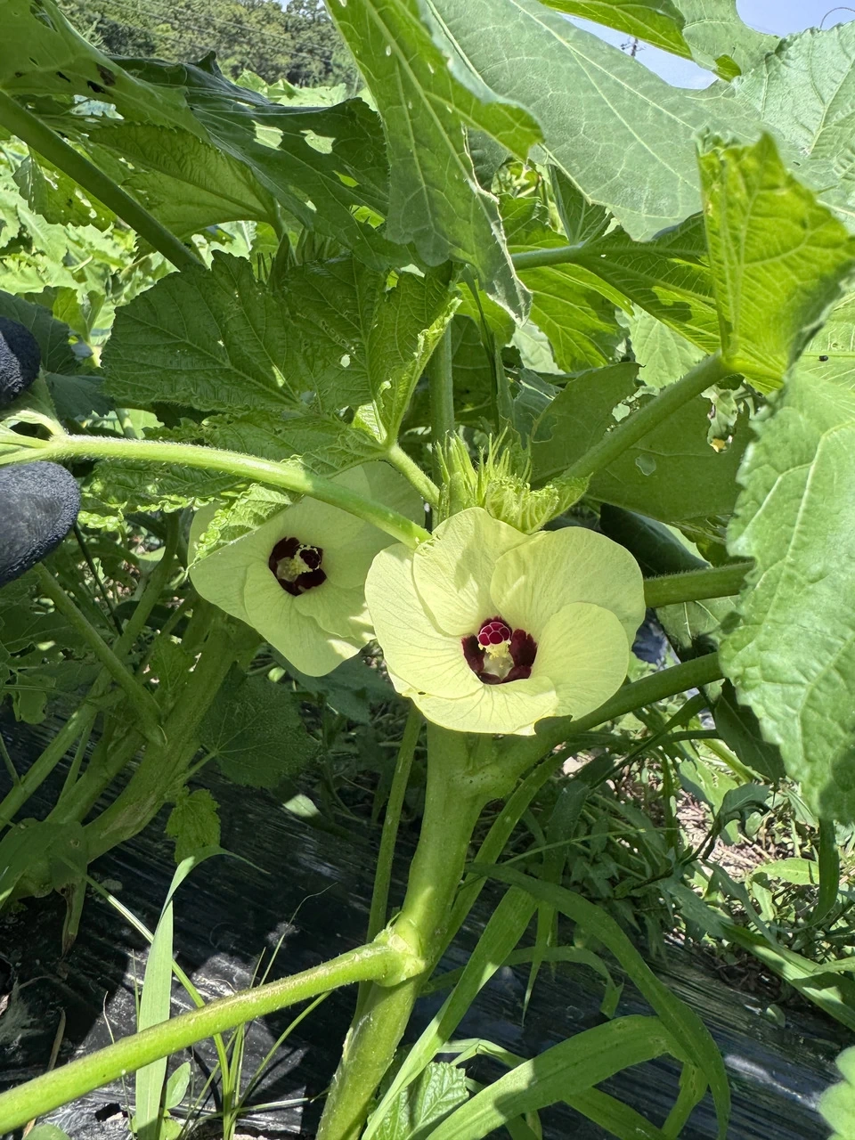 【農薬不使用】お腹を整える、夏の緑黄色野菜!生でも柔らかい「白オクラ」(専用箱でお届け)