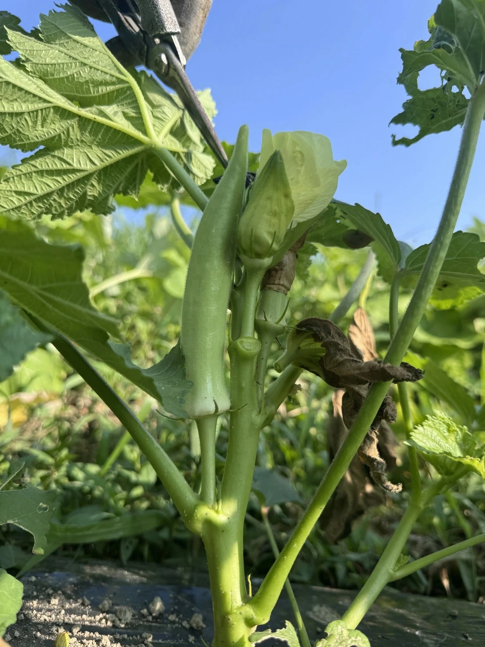 【農薬不使用】お腹を整える、夏の緑黄色野菜!生でも柔らかい「白オクラ」(専用箱でお届け)