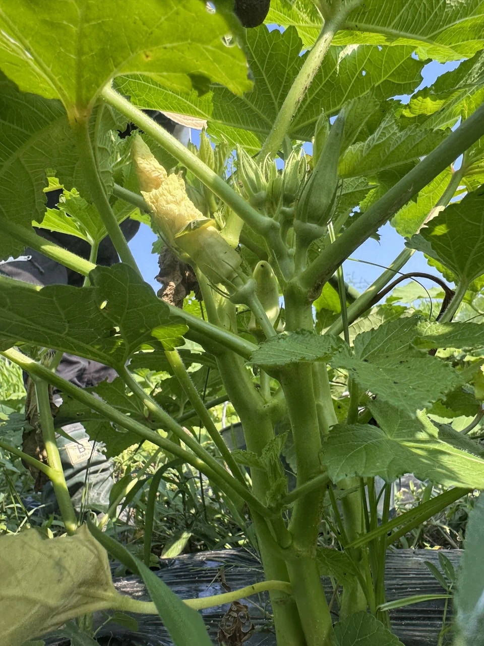 【農薬不使用】お腹を整える、夏の緑黄色野菜!生でも柔らかい「白オクラ」(専用箱でお届け)