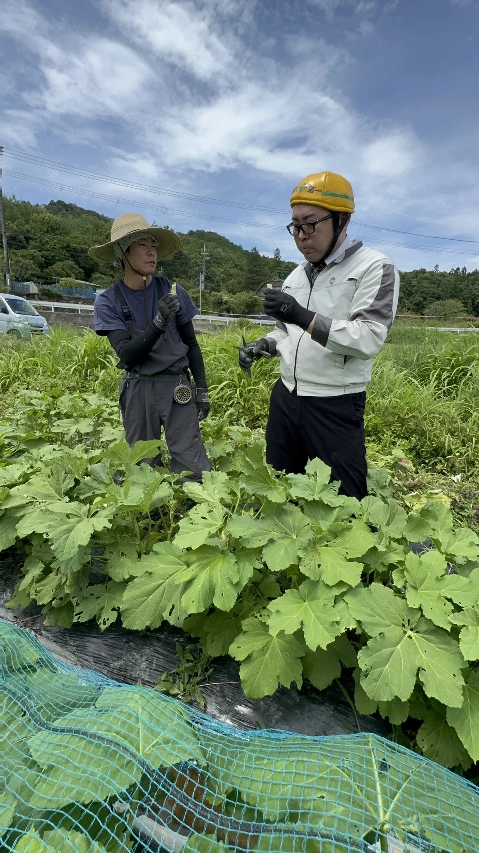 【農薬不使用】お腹を整える、夏の緑黄色野菜!生でも柔らかい「白オクラ」(専用箱でお届け)
